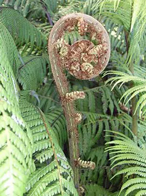 Cyathea dealbata | Ponga | Silver Tree Fern | 20 Spores