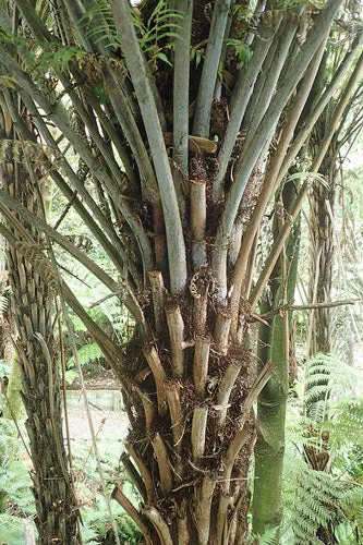 Cyathea dealbata | Ponga | Silver Tree Fern | 20 Spores