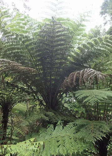 Cyathea dealbata | Ponga | Silver Tree Fern | 20 Spores