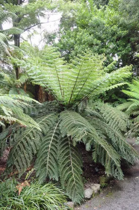 Cyathea dealbata | Ponga | Silver Tree Fern | 20 Spores