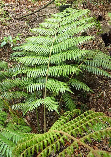 Cyathea dealbata | Ponga | Silver Tree Fern | 20 Spores